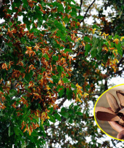 Những chùm quả Chò Nâu chín chuẩn bị rụng