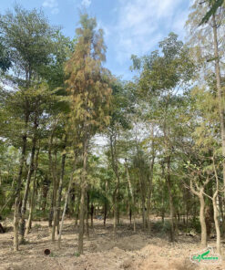 Bứng và trồng cây Bụt Mọc công trình