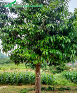 Cây lâu năm trồng trước nhà, đường kính gốc 15 - 18cm