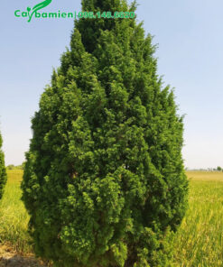 Cây Tùng Cối nâu năm, cao 3m, tán lớn