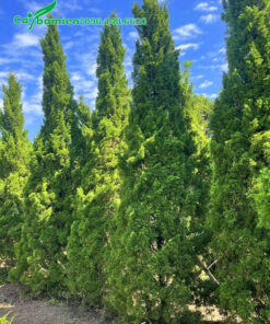 Cây Tùng Tháp trưởng thành cao 4m