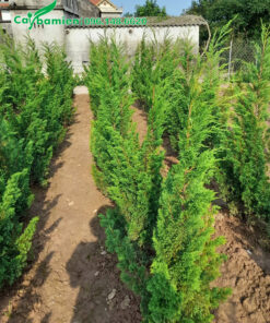 Cây giống tùng tháo cao gần 1m