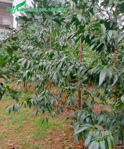 Cây Kim Giao con đường kính gốc 5cm