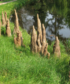 Hình dáng rễ bụt mọc độc lạ, không giống bất cứ loại cây cảnh nào