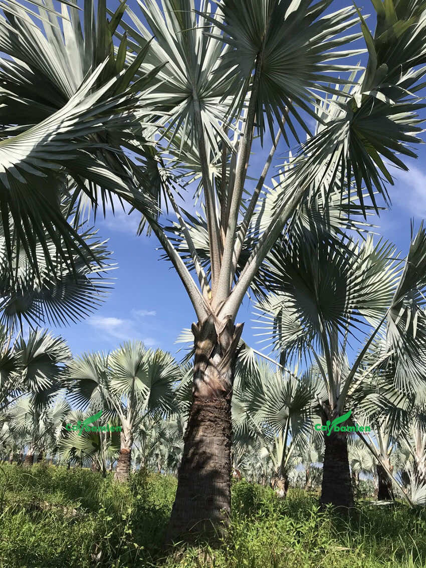 Vườn kè lá bạc quy mô lớn