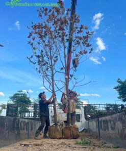 Cẩu và xếp những cây sen đất lâu năm đường kính gốc 10cm