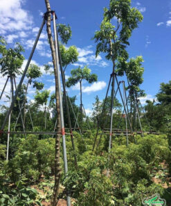 Cây sưa đỏ trồng sen cây dược liệu, có cọc chống