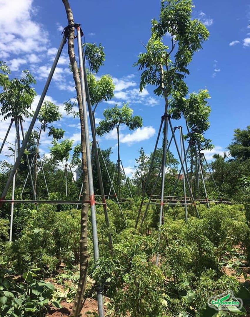 Cây sưa đỏ trồng sen cây dược liệu, có cọc chống