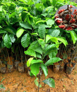 Cây Giổi giống ghép của Hòa Bình