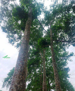 Cây Dổi lâu năm, chiều cao lên đến hơn 20m