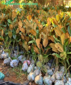 Cây giống đã bó bầu cẩn thận, chiều cao khoảng 50 - 60cm