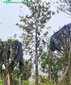 sen đất công trình thân cao, đường kính lớn