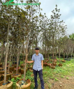 Thăm vườn dưỡng cây sen đất số lượng lớn, đường kính gốc từ 5 - 8cm