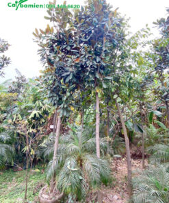 Cung cấp sen đất công trình số lượng lớn