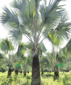 Cây kè bạc lâu năm, dáng đẹp, giá thành rẻ