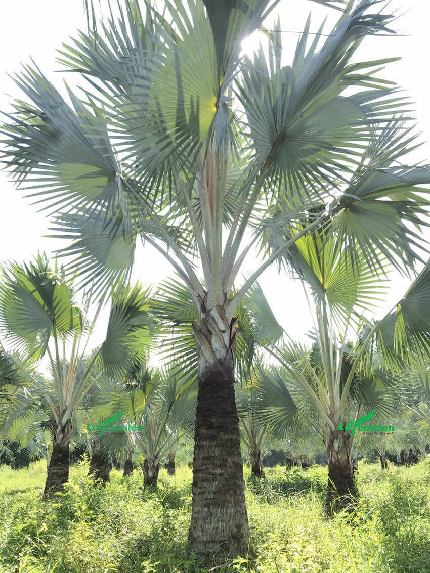 Cây kè bạc lâu năm, dáng đẹp, giá thành rẻ