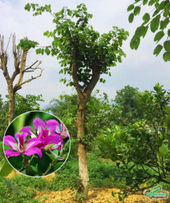 Cây hoa Móng Bò tại vườn ươm đã cắt tỉa cành tán