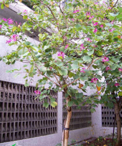 Hoa Móng Bò tím trồng trong sân vườn cho cảnh đẹp