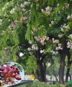 Con dường phủ rợp sắc xanh và hồng của cây Muồng Hoa đào