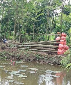 cây muồng anh đào thẳng đẹp