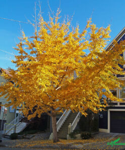 Ngân Hạnh mùa Thu cả cây vàng ruộm