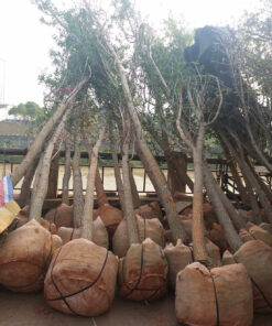 Cây ngân hạnh lớn công trình dâm ủ