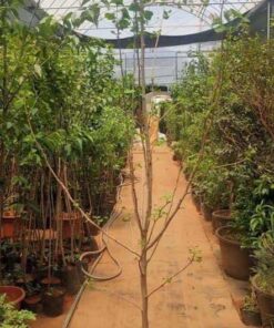 cây ngân hạnh giống đường kinh 2-3cm