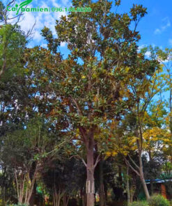 Cây Sen Đất công trình đường kính gốc hơn 25cm