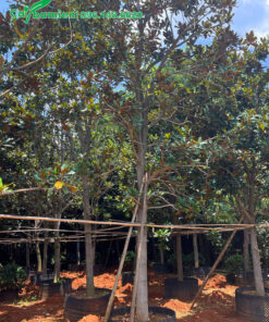 Dâm ủ trong bầu nổi cây sen đất đường kính gốc gần 20cm