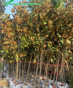 Cây nhỏ đường kính gốc khoảng 3cm, cao 1m5