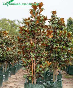 Cây giống giâm cành cao khoảng 1m