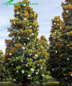 Vườn trồng hàng chục cây sen đất lâu năm cao 4 - 5m