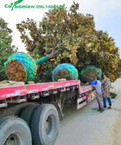 Xếp và cố định cây sen đất cổ thụ lên xe đầu kéo