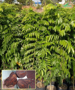 Cây giống gỗ sưa đỏ dáng đẹp