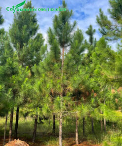 Vườn thông lâu năm, chiều cao 4 - 5m