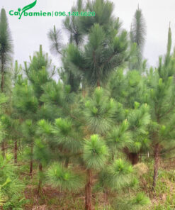 Hình ảnh cây thông trưởng thành, chiều cao khoảng 2m4