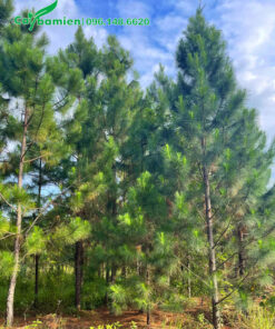 Cây Thông Caribe công trình chiều cao 4 - 6m