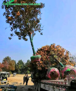 Cần cẩu di chuyển xếp cây sen đất kích thước lớn lên xe