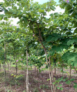 Thân móng bò có vỏ nây, cành tán dài, buông rủ