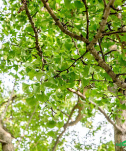 Tán lá cây Ngân Hạnh phát triển tươi tốt