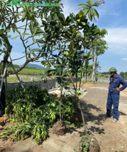 Cây Ba Miền thi công trồng cây sen cạn tại một ngôi chùa có tiếng