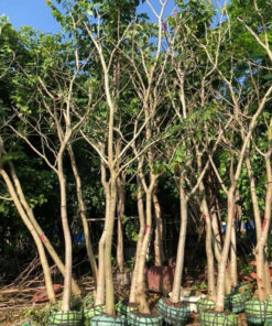 Cây trồng 2 - 3 năm tuổi được đánh bầu để chuyển đến công trình