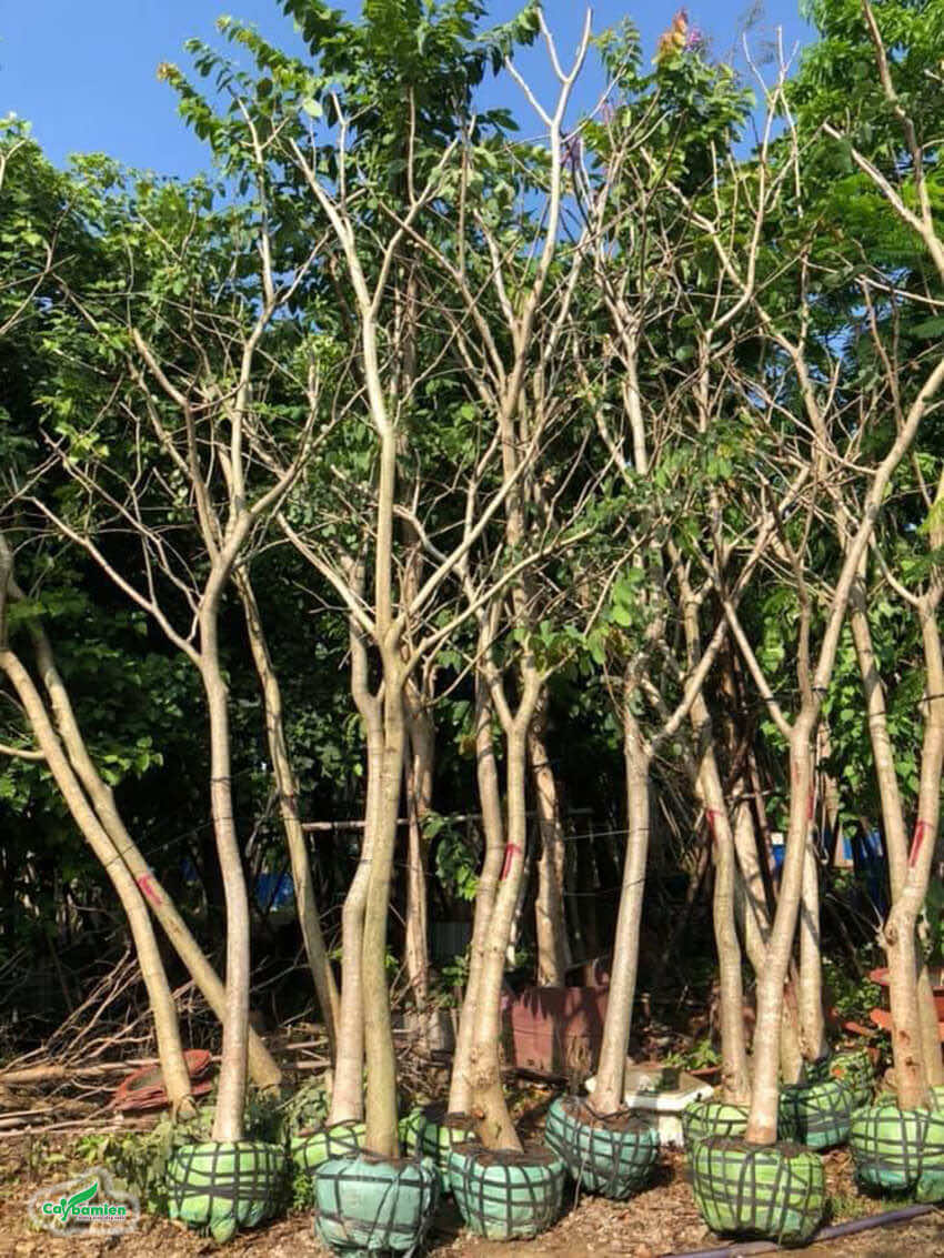 Cây trồng 2 - 3 năm tuổi được đánh bầu để chuyển đến công trình