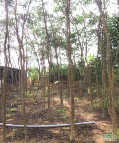 Vườn Muồng Anh Đào đã trồng được 2 - 3 năm