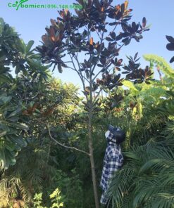 Cây giống sen đất chiều cao khoảng 3m