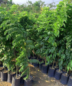 Cây giống khỏe, được gieo bằng hạt tại vườn ươm