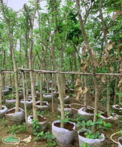 Cây Móng bò trồng trong bầu, xếp thành hàng và có cọc chống