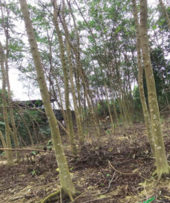 Cây trồng tại vườn ươm, đường kích gốc lớn