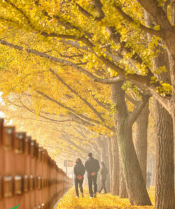 Hàng ngân hạnh dài vào mùa lá vàng