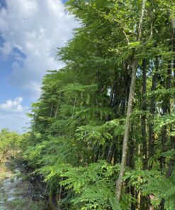 muồng hoa đào dâm ủ đẹp